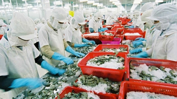 Công nhân thực hiện phân loại kích cỡ tôm trong các nhà máy chế biến thủy sản. 